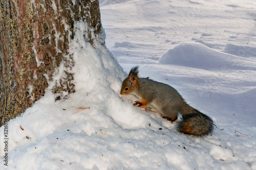 Wild animal squirrel in the forest near the trunk of a large spruce looking for food in the snow in winter © golubka57
