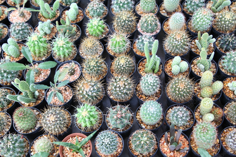 Fototapeta premium Small decorative cactus in pot