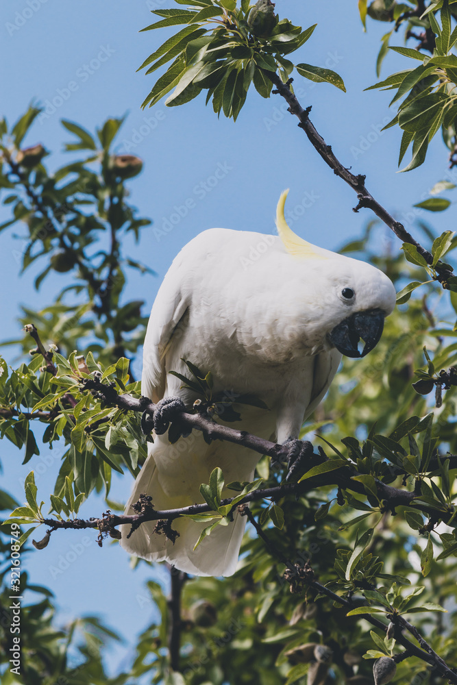 sulphur crested cockatoo on top of tree branches eating fruits sulphur crested cockatoo on top of tree branches eating fruits