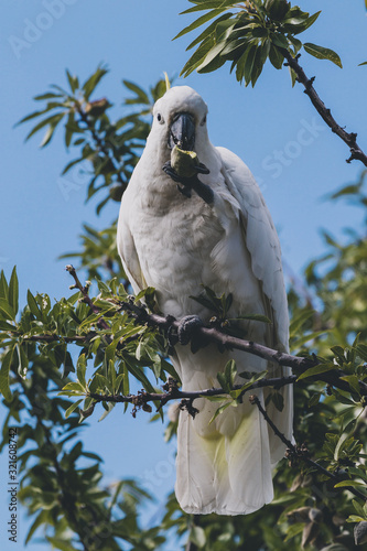 sulphur crested cockatoo on top of tree branches eating fruits photo