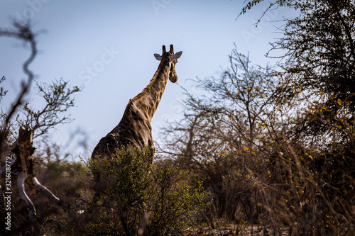 Giraffe © Sascha