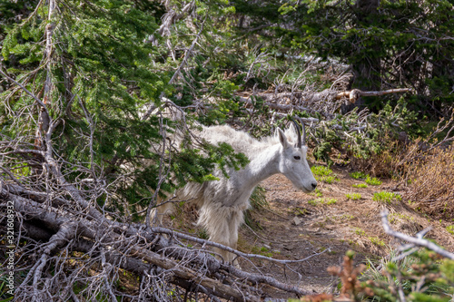 Mountain goat, official symbol of Glacier National Park Montana, USA photo