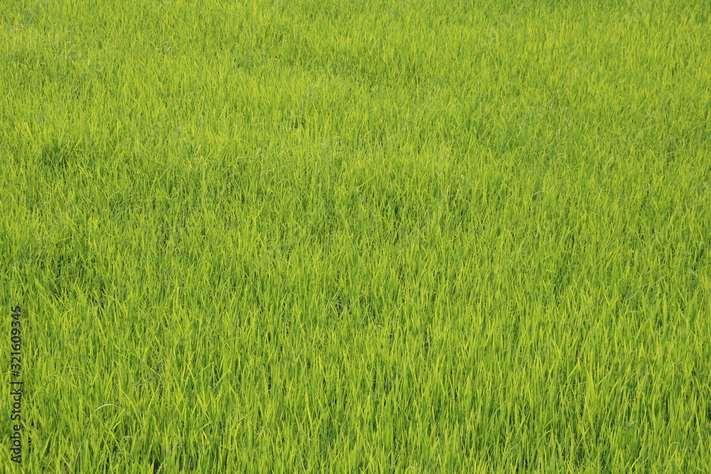 field of green grass