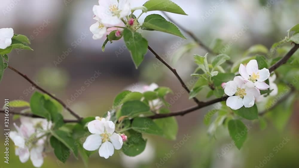 Flowering branch of the apple tree on the background of a blurred spring garden. Gardening. Cultivation of fruits. Flowering branch of the apple tree on the background of a blurred spring garden. Gardening. Cultivation of fruits.