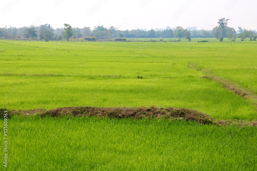 Fototapeta premium field of green wheat