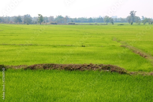 field of green wheat © Aphichat