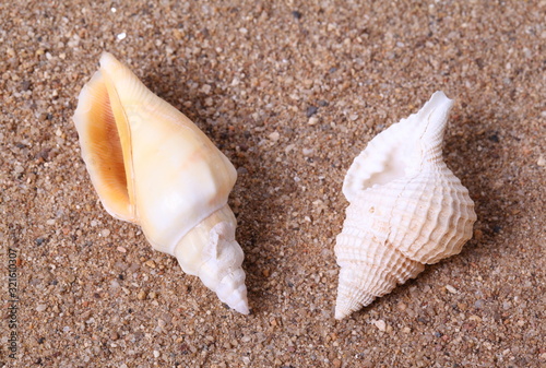 Set of seashells on sand background