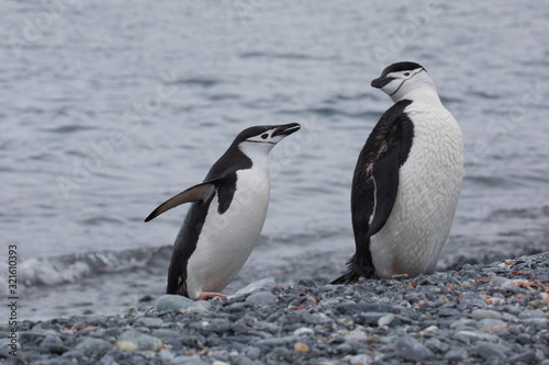Two Chinstrap Penguins on the Beach - Half Moon Island