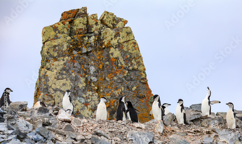 Chinstrap Penguin Rookery on Half Moon Island, South Shetland Islands, Antarctica