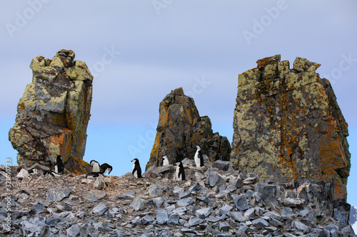 Chinstrap Penguin Rookery on Half Moon Island, South Shetland Islands, Antarctica