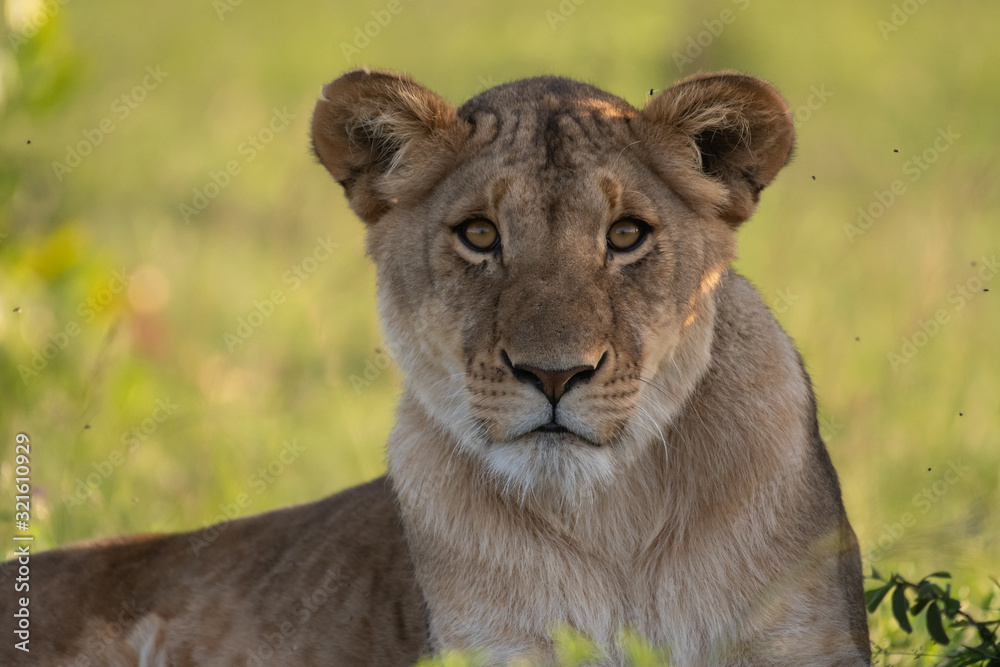 Obraz premium African Lioness portrait in Masai Mara, Kenya