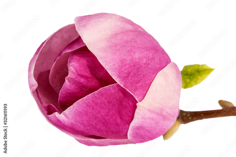 Fototapeta premium Single flower of pink magnolia, small tree twig, isolated on white background, close up