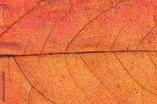 Close up of colorful maple leaf