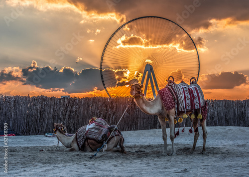 Two camels on the beach at sunset on a background of a ferris wheel Dubai Ain