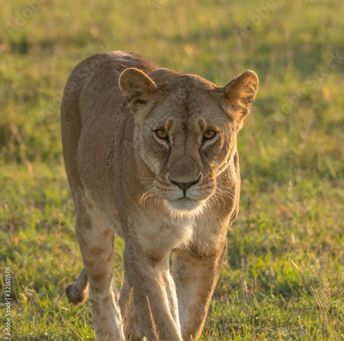 African Lioness portrait in Masai Mara, Kenya