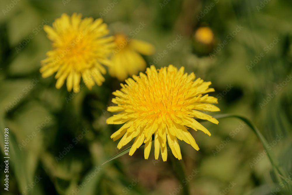 Bright dandelion on a sunlit lawn on a summer day close-up. Retro style toned