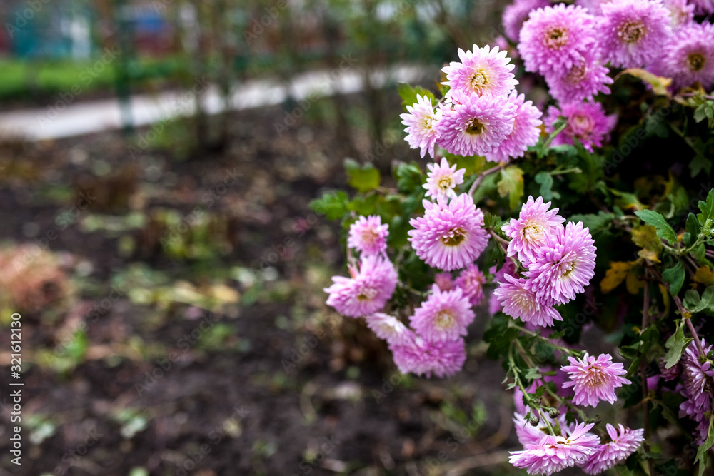 Obraz premium Chrysanthemum bush in the autumn garden. Plants and flowers in autumn