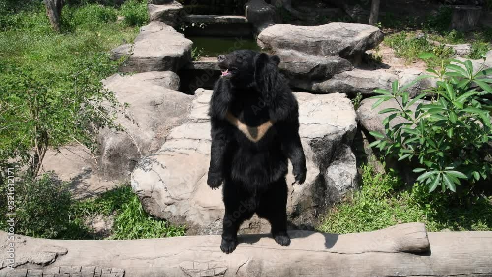 The hungry buffalo bears are cruel.