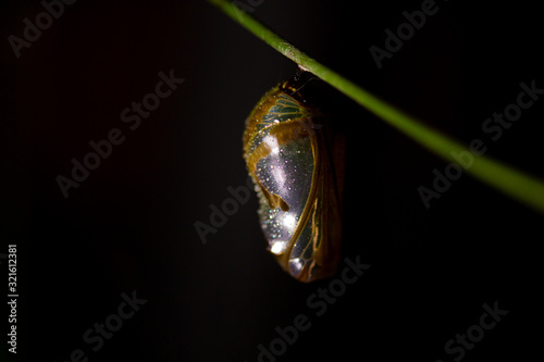 Leinwand Poster Macro close-up of chrysalis cocoon of common crow butterfly on vine at night