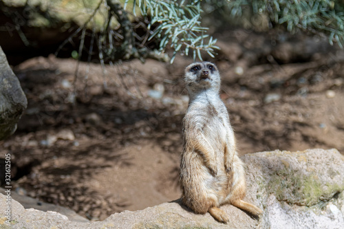 Fotografie The meerkat watches anxiously.