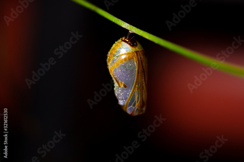 Macro close-up of chrysalis cocoon of common crow butterfly on vine at night bokeh