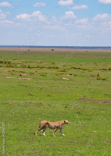 Cheetah walking on grass land in Masai Mara