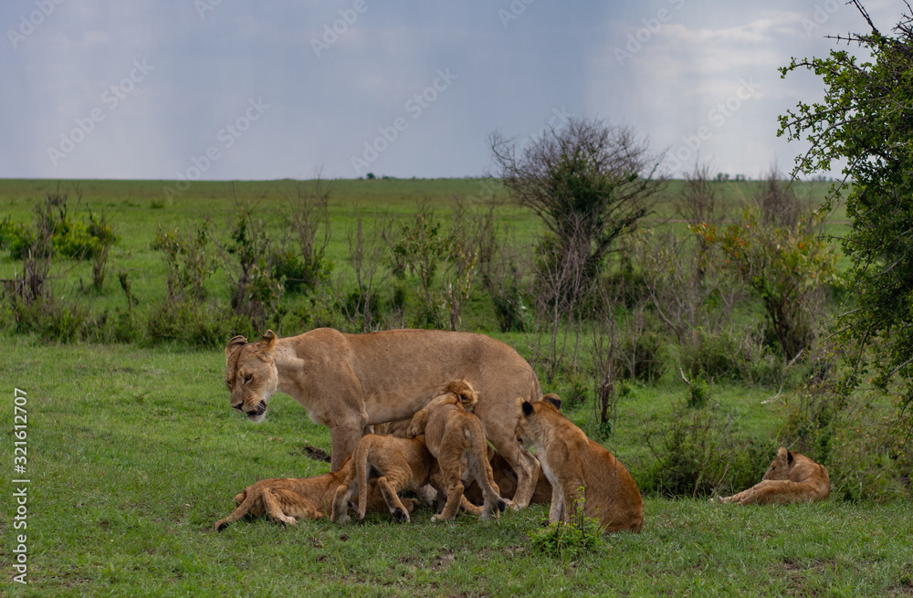 Naklejka premium Lion cubs drinking milk from the lioness