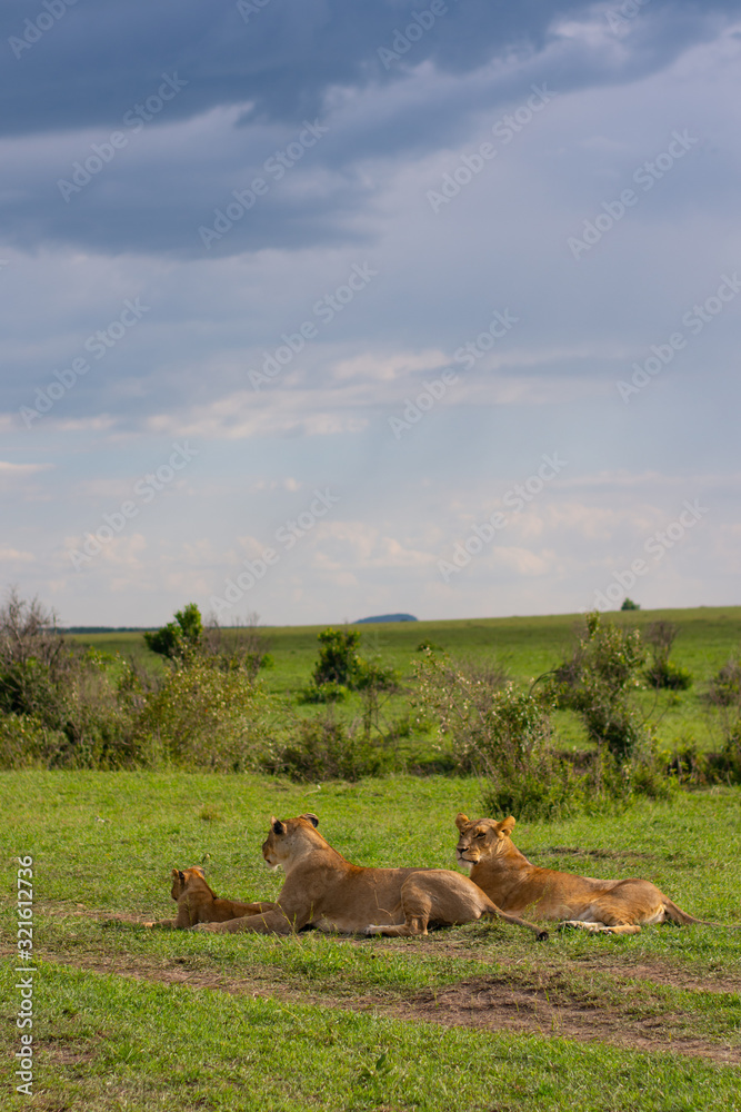 Fototapeta premium Młode lwy piją mleko od lwicy