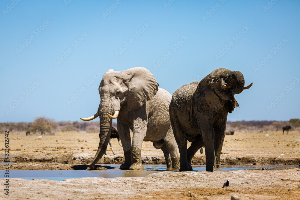 Fototapeta premium Elefant