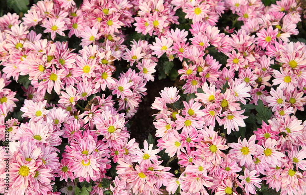 Closeup of bright colorful chrysanthemums Closeup of bright colorful chrysanthemums