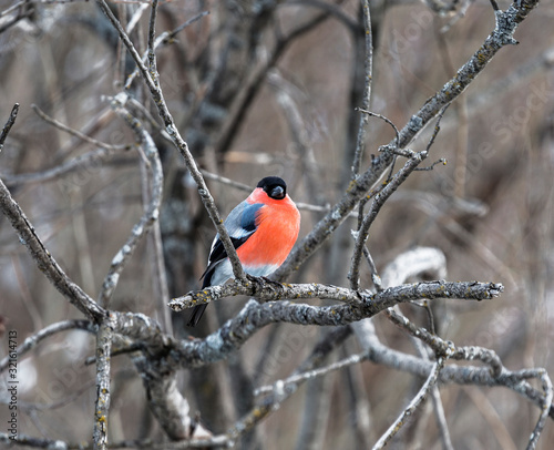Male bullfinch sitting on a branch in the winter forest © vesta48