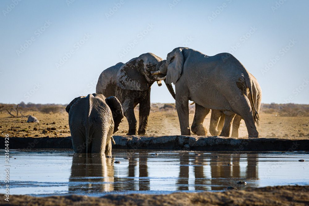 Fototapeta premium Elefant