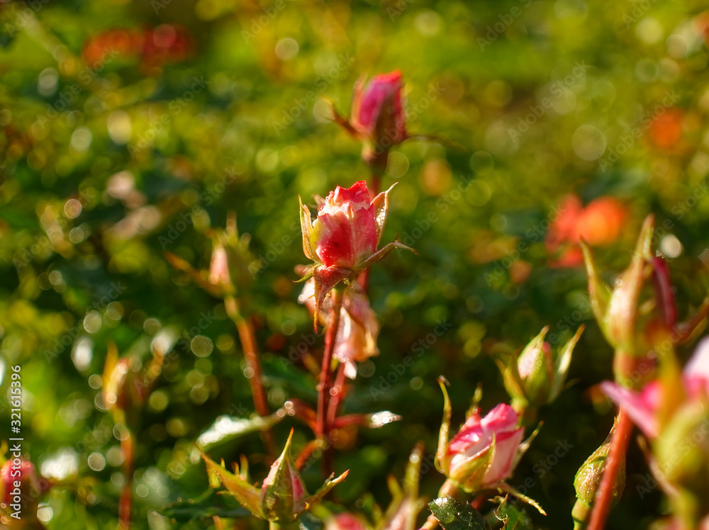 pale rose in the garden in summer, Russia pale rose in the garden in summer, Russia