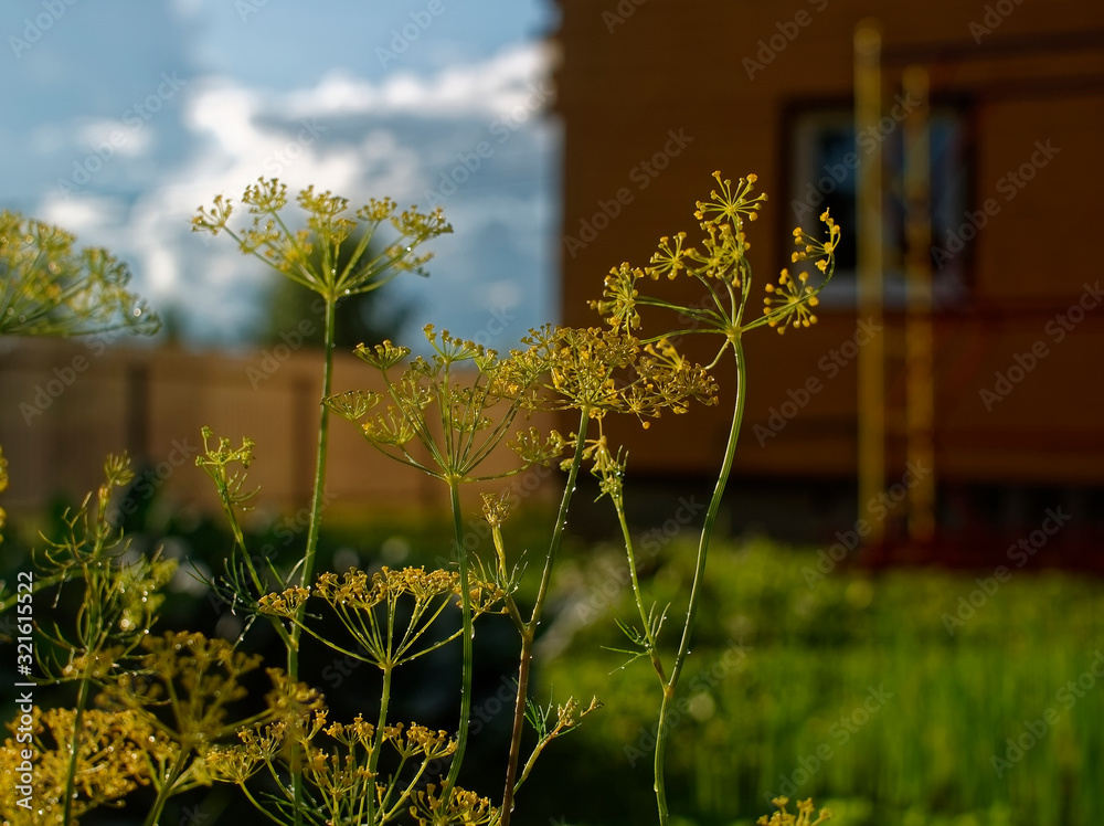 Obraz premium dill umbrellas in the garden after the rain, Russia