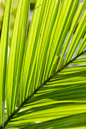 Close up palm tree leaf 