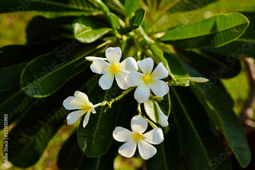 Blooming cute tropical white flower 