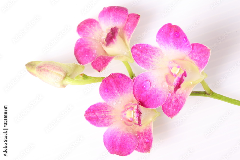 Obraz premium Pink orchids isolated on white background