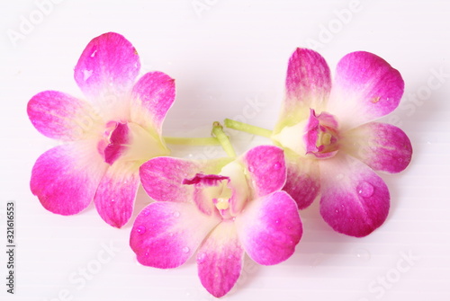 Pink orchids isolated on white background © Suwit