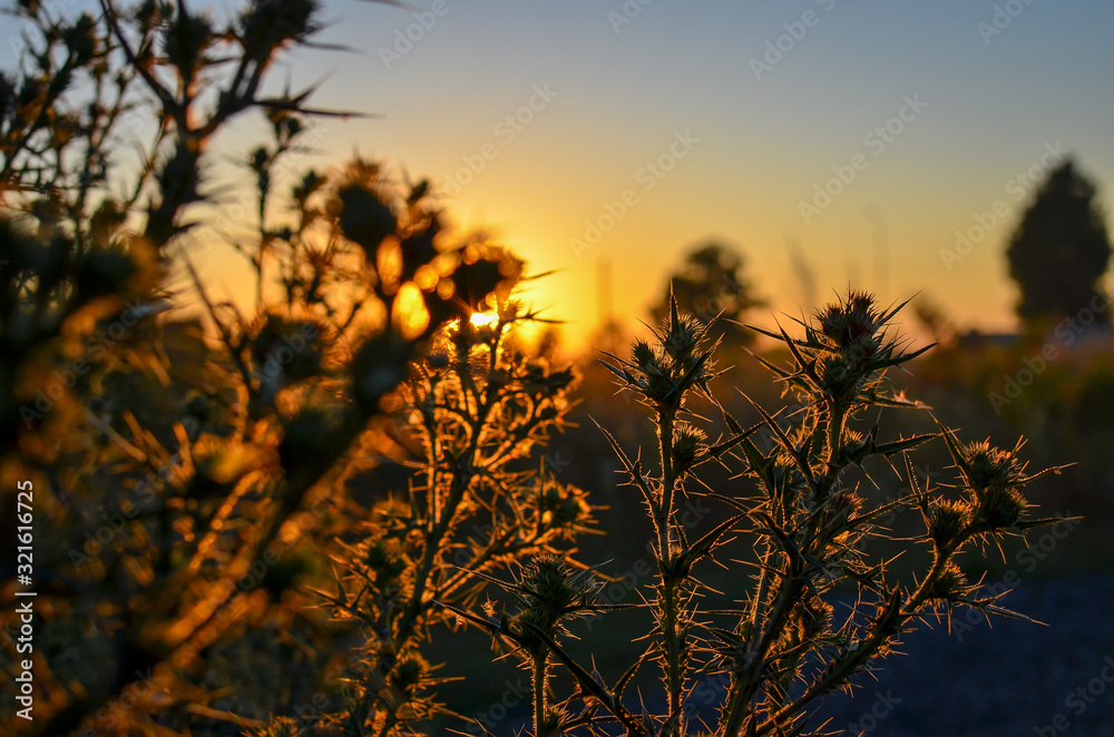Fototapeta premium Close up of rustic thorn bushes at sunset, selective focus.