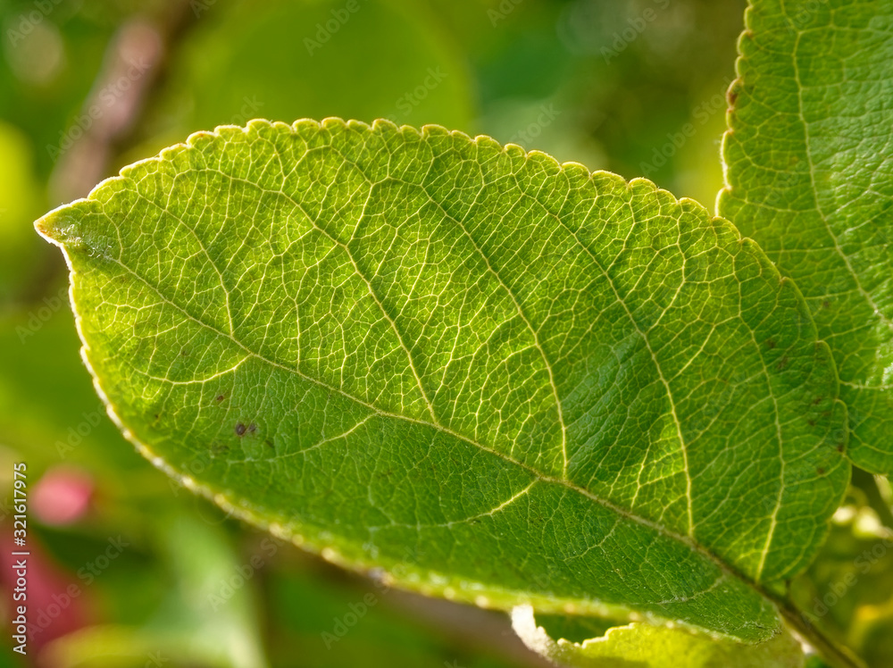 Apple leaf in summer on a branch, close-up Apple leaf in summer on a branch, close-up