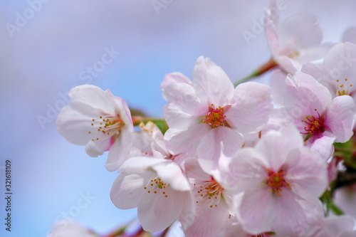 青空を背景に咲く桜
