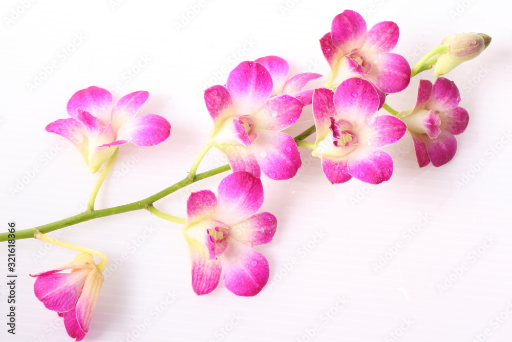 Pink orchids isolated on white background Pink orchids isolated on white background