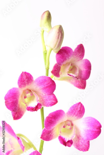 Pink orchids isolated on white background © Suwit