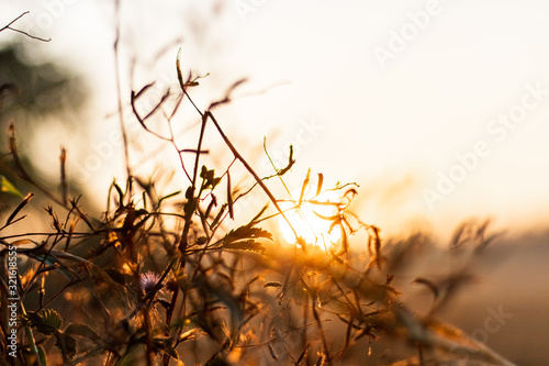 The background image of a grass flower with sunset light
