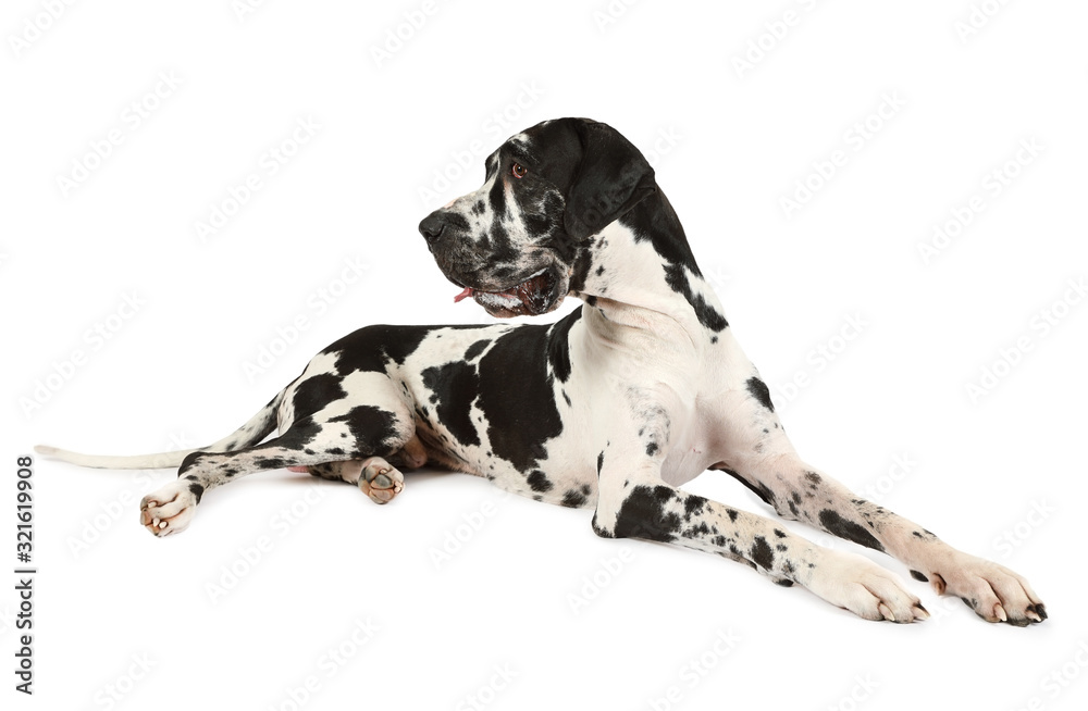 Spotted purebred Great Dane dog on a white background Spotted purebred Great Dane dog on a white background