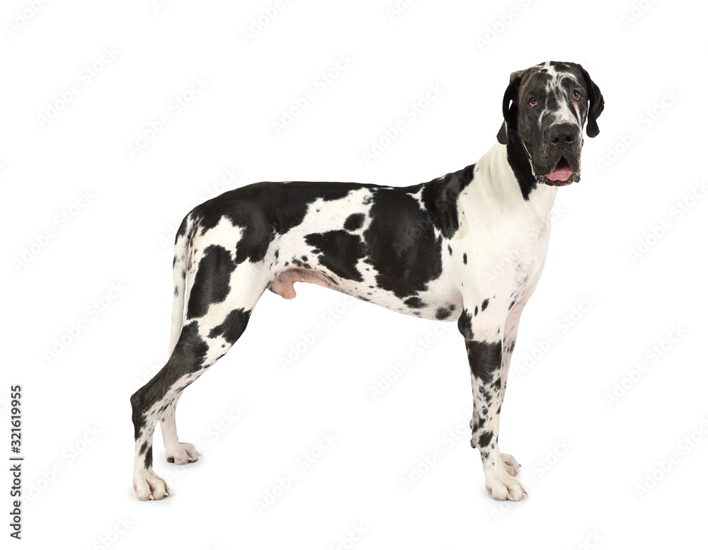 Thoroughbred Great Dane dog isolated on a white background - obrazy, fototapety, plakaty 