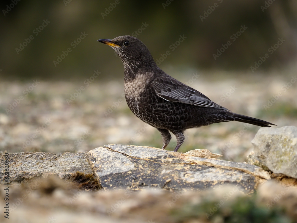 Ring ouzel, Turdus torquatus Ring ouzel, Turdus torquatus