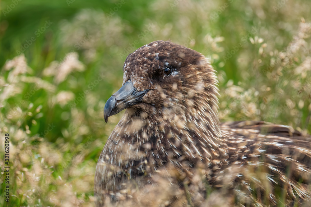Great Skua - Catharacta skua - large brown sea bird from North Atlantic ocean, Runde island, Norway. Great Skua - Catharacta skua - large brown sea bird from North Atlantic ocean, Runde island, Norway.