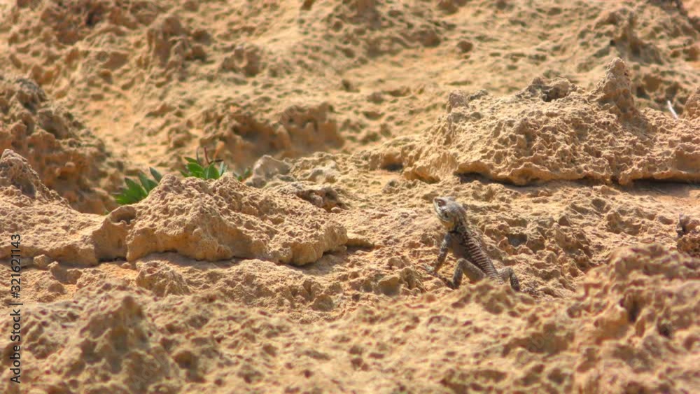 The haze rises above the hot stones. Little lizard on hot stones. Overall plan. The haze rises above the hot stones. Little lizard on hot stones. Overall plan.