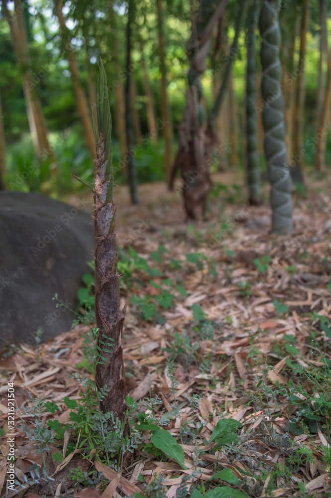 Fototapeta premium Bamboo shoot at Imperial Palace East Garden, Tokyo, Japan